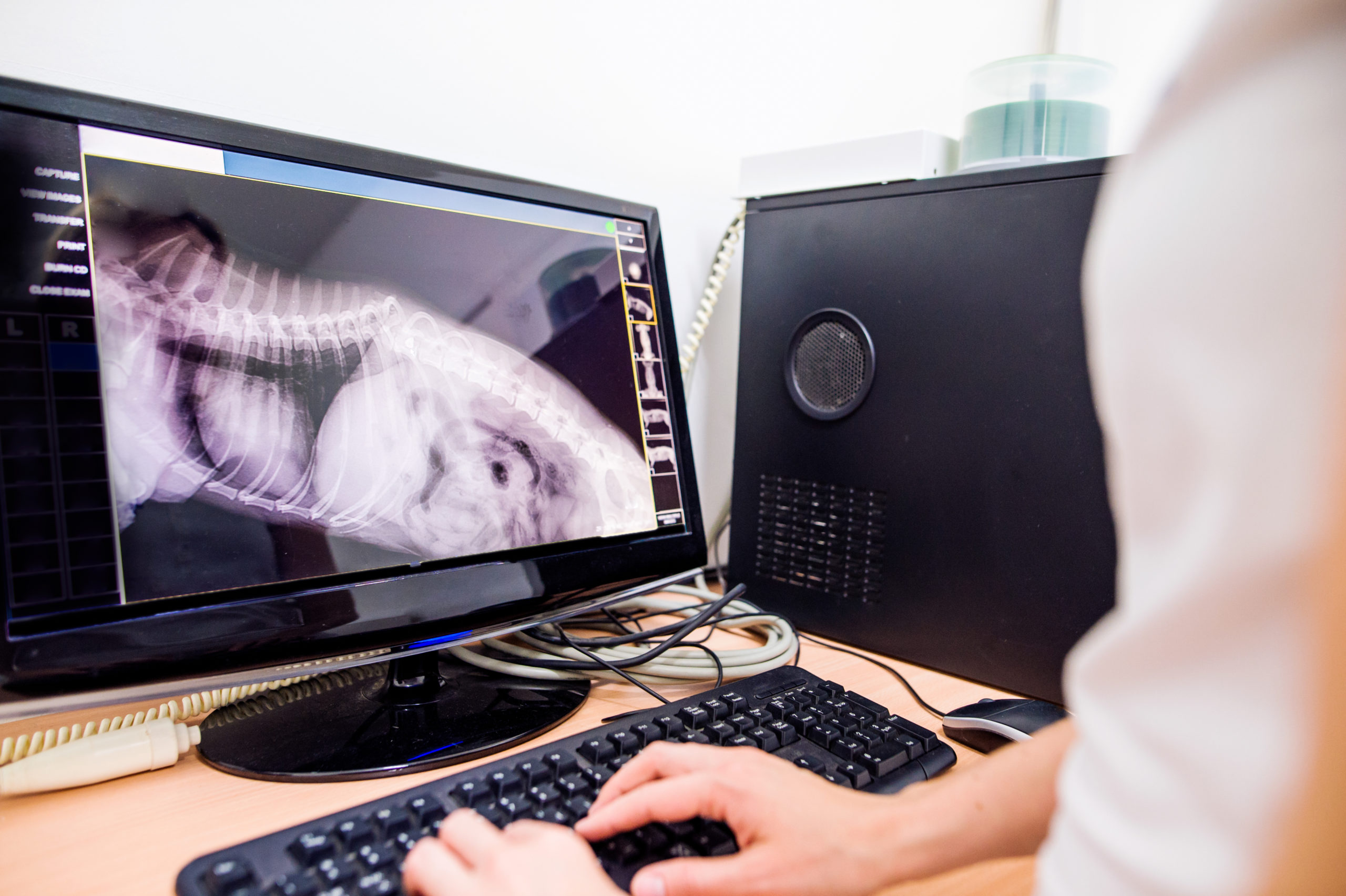 Female Veterinary Surgeon Examining an X Ray radiology report of a dog. Female Veterinary Surgeon Examining an X Ray radiology report of a dog.