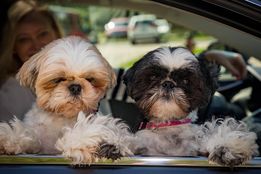 Two dogs that are clean and have neat haircuts after using our pet grooming services