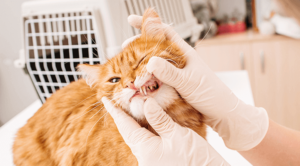 Orange tabby cat receiving a dental care examination