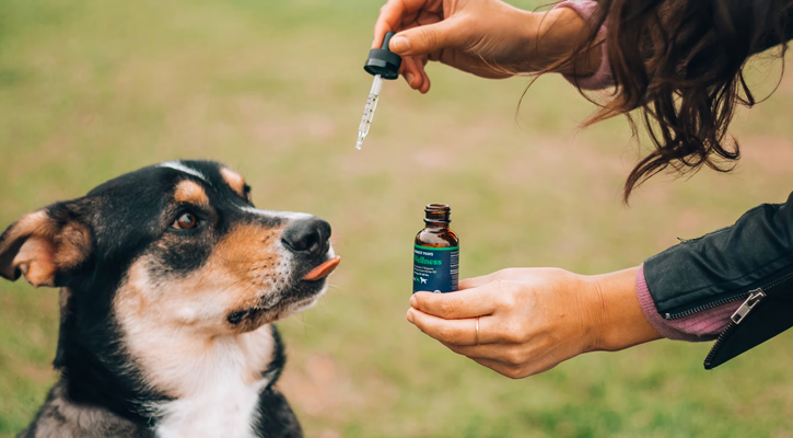 A dog looking happy and sticking his tongue out as he is being given his pain management treatment A dog looking happy and sticking his tongue out as he is being given his pain management treatment