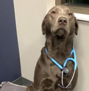 A healthy-looking dog sitting down with a stethoscope around his neck after undergoing our pet nutrition management program