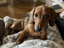 Brown weiner dog who has received a pet vaccination