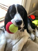 Black and white dog playing with a ball while at our pet daycare services