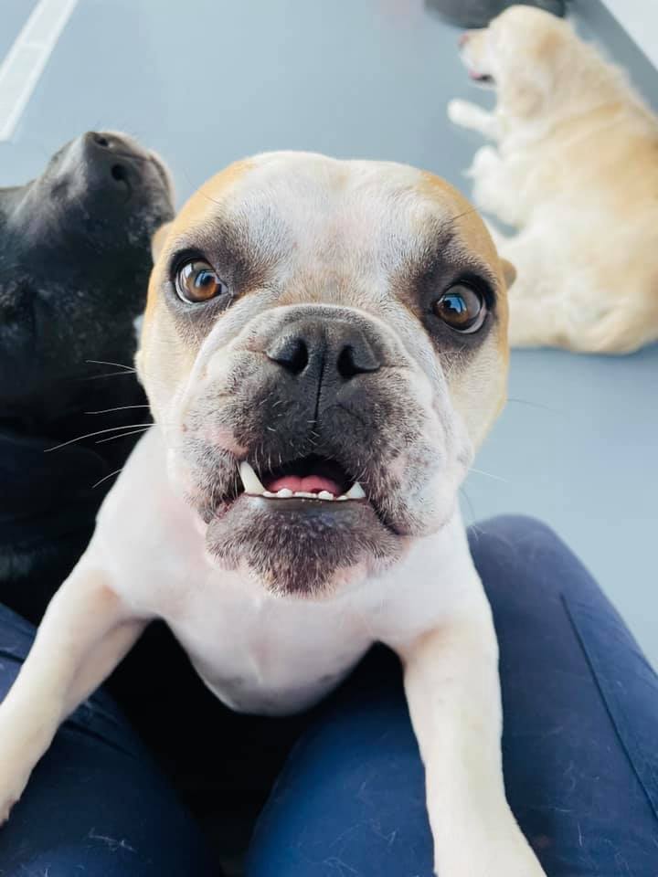 White and tan dog in our pet boarding facilities being cared for by one of our staff members