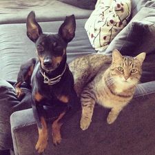 A black dog and tan cat who received spay and neutering services laying on the arm of a couch