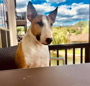 A dog that was microchipped sitting at a table