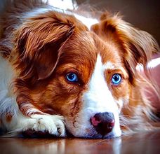 Red and white haired dog with blue eyes laying down after a wellness exam