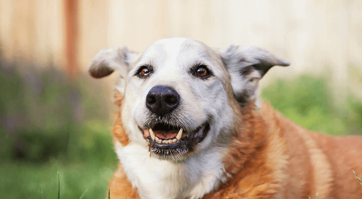 An elderly dog that is receiving pet senior-care services from Deer Creek Animal Hospital