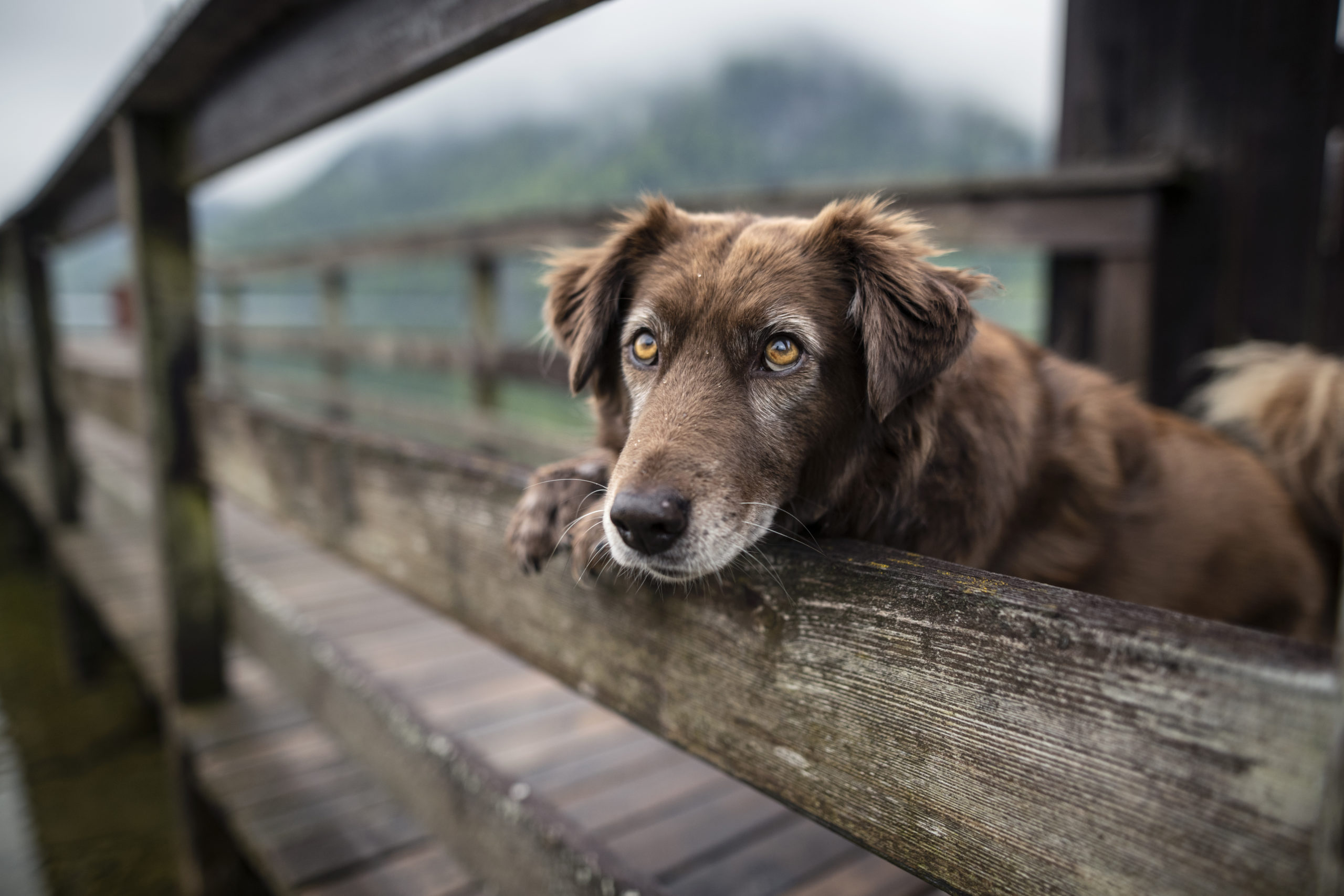 Dog at a beautiful wooden bridge. Dog at the lake. Foggy mood between moutains.