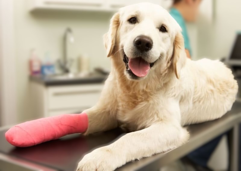 dog-surgery dog-surgery